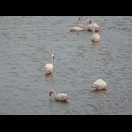 Flamingos